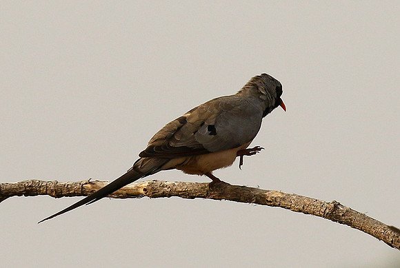 Namaqua dove