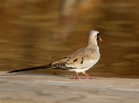 Doves