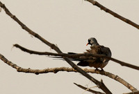 Namaqua dove