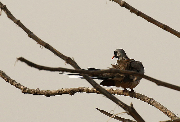 Namaqua dove