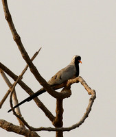 Namaqua dove