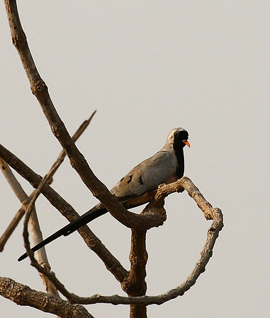 Namaqua dove