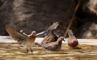 Laughing doves
