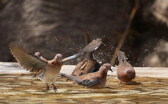 Laughing doves