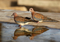 Laughing doves