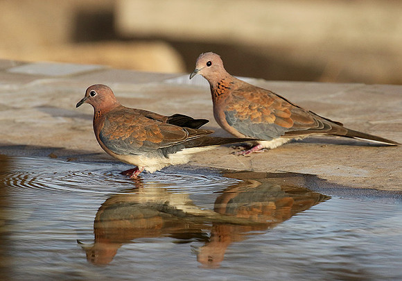 Laughing doves