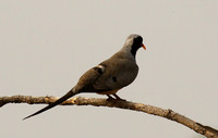 Namaqua dove