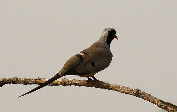 Namaqua dove