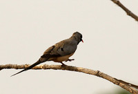 Namaqua dove