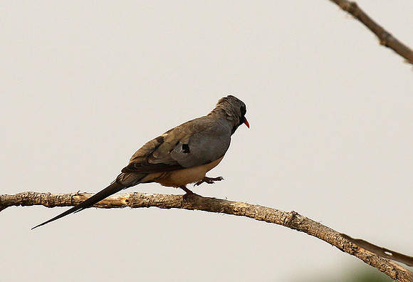 Namaqua dove