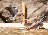 Laughing doves