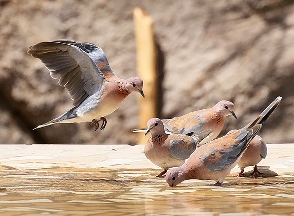 Laughing doves