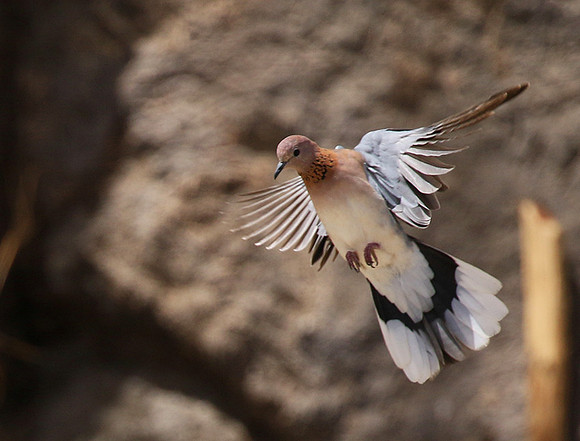 Laughing doves