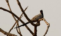 Namaqua dove