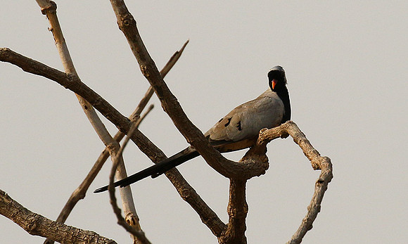 Namaqua dove