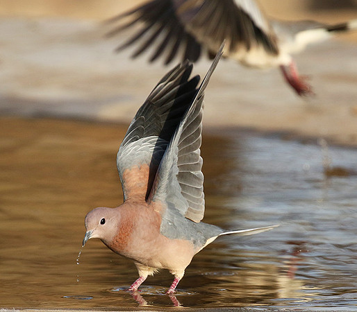 Laughing doves