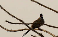 Namaqua dove