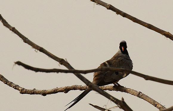 Namaqua dove