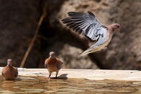 Laughing doves