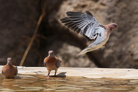 Laughing doves