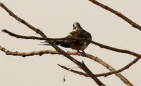 Namaqua dove