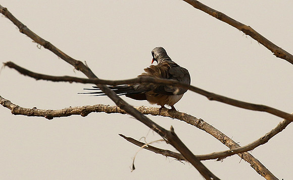 Namaqua dove