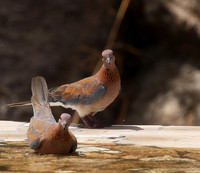 Laughing doves