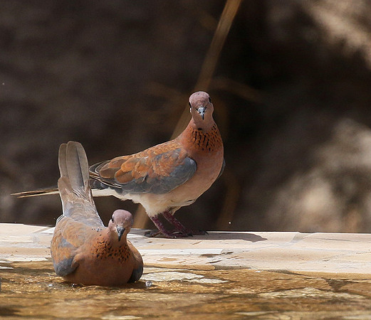 Laughing doves