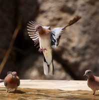 Laughing doves