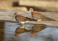 Laughing doves