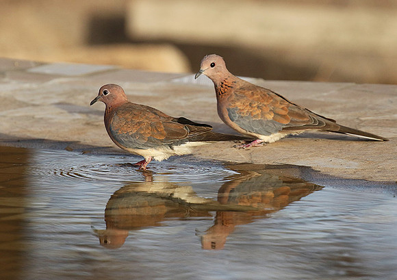 Laughing doves