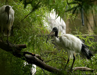 Sacred ibis - Parc animalier de Ste Croix