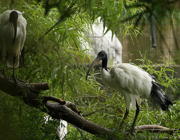 Sacred ibis - Parc animalier de Ste Croix