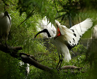 Sacred ibis - Parc animalier de Ste Croix