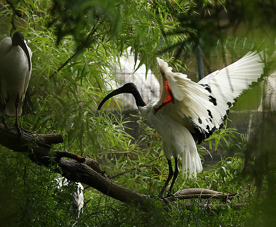 Sacred ibis - Parc animalier de Ste Croix