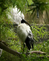 Sacred ibis - Parc animalier de Ste Croix