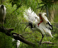 Sacred ibis - Parc animalier de Ste Croix