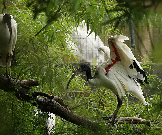Sacred ibis - Parc animalier de Ste Croix