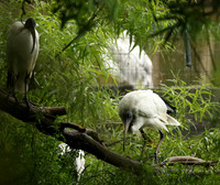 Sacred ibis - Parc animalier de Ste Croix