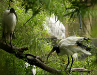 Sacred ibis - Parc animalier de Ste Croix