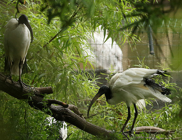 Sacred ibis - Parc animalier de Ste Croix
