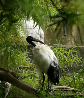 Sacred ibis - Parc animalier de Ste Croix