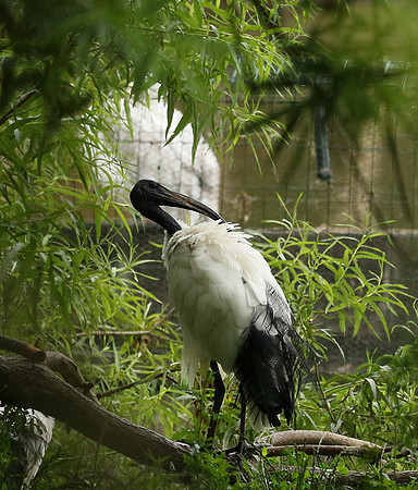 Sacred ibis - Parc animalier de Ste Croix
