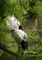 Sacred ibis - Parc animalier de Ste Croix
