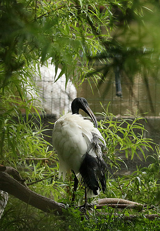 Sacred ibis - Parc animalier de Ste Croix
