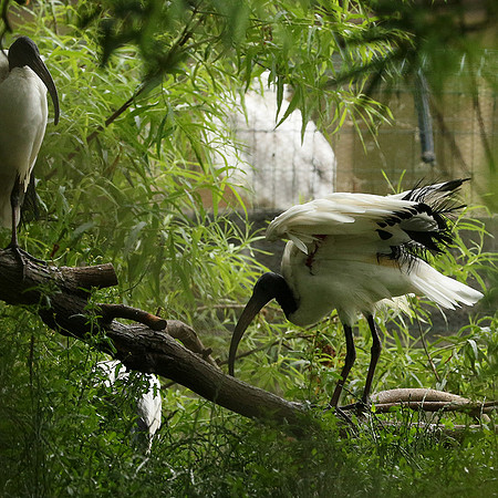 Sacred ibis - Parc animalier de Ste Croix