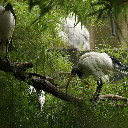Sacred ibis - Parc animalier de Ste Croix