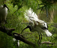 Sacred ibis - Parc animalier de Ste Croix