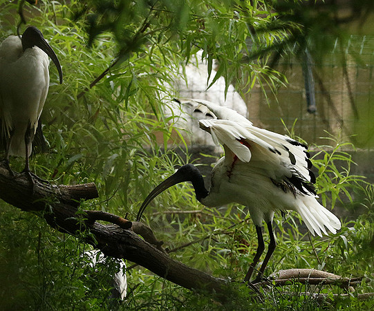 Sacred ibis - Parc animalier de Ste Croix