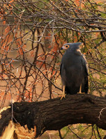 African harrier hawk - Parfuri